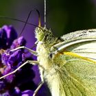 Pieris brassicae