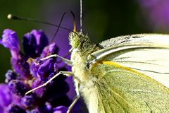 Pieris brassicae