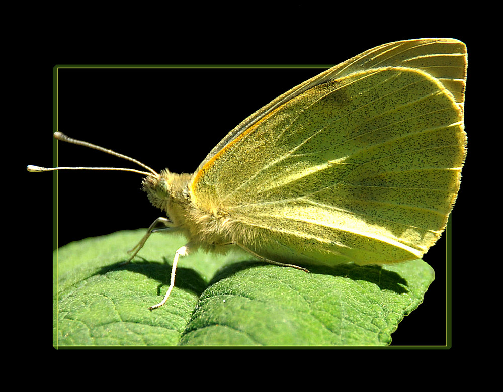 Pieris brassicae