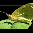 Pieris brassicae