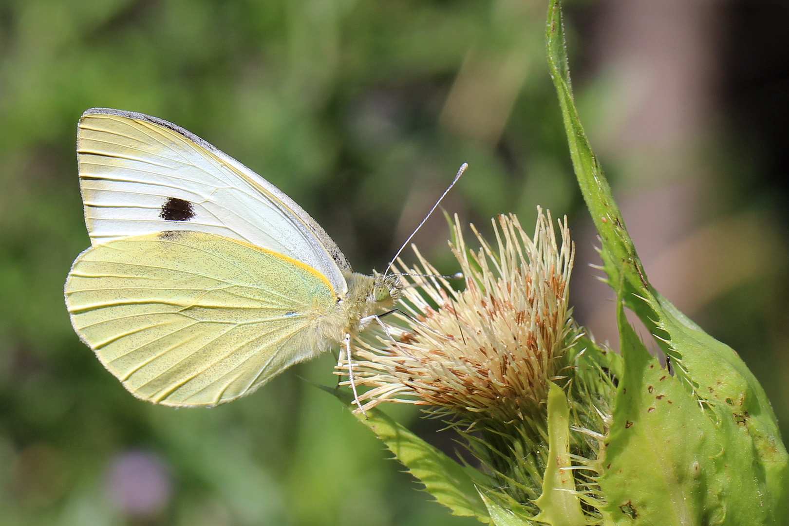 Pieris brassicae