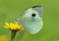 Pieris brassicae