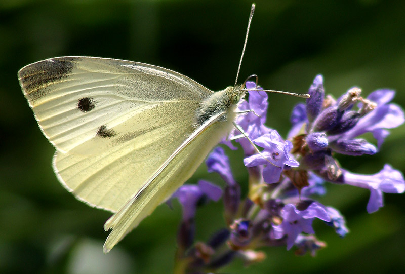 Pieris brassicae