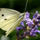 Pieris brassicae