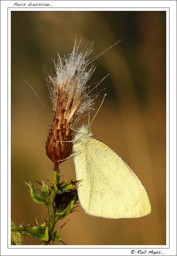 Pieris brassicae...