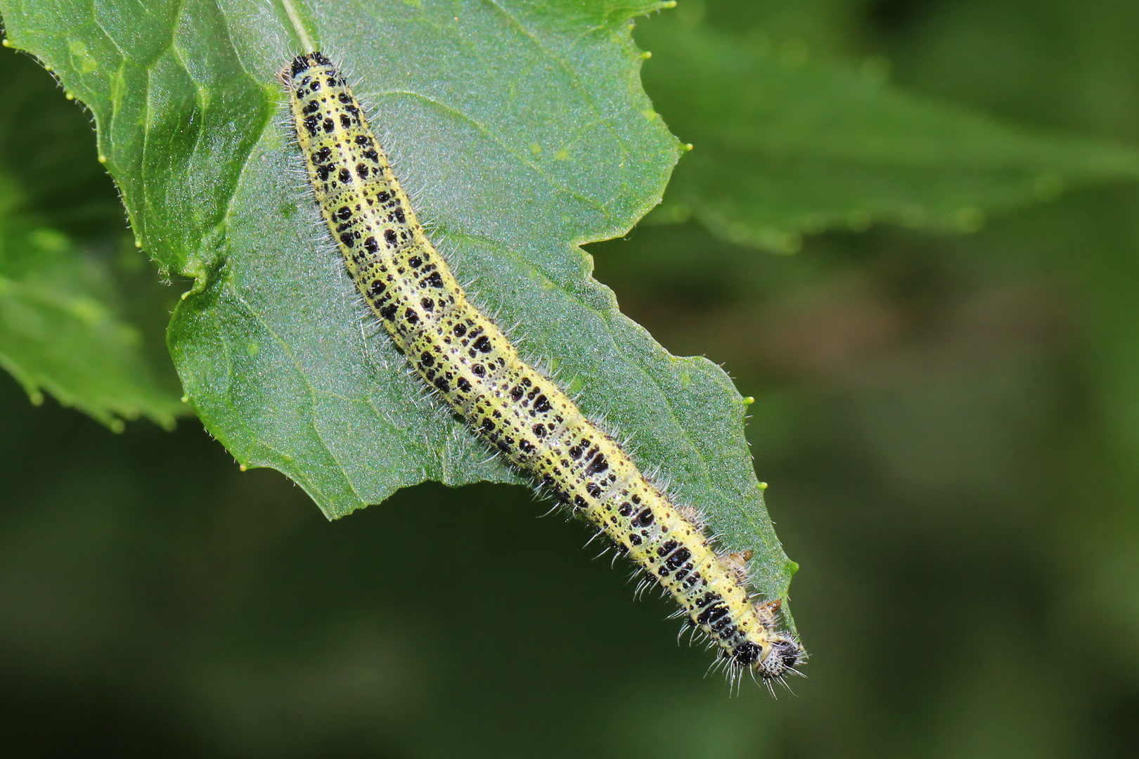 Pieris brassicae