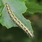 Pieris brassicae