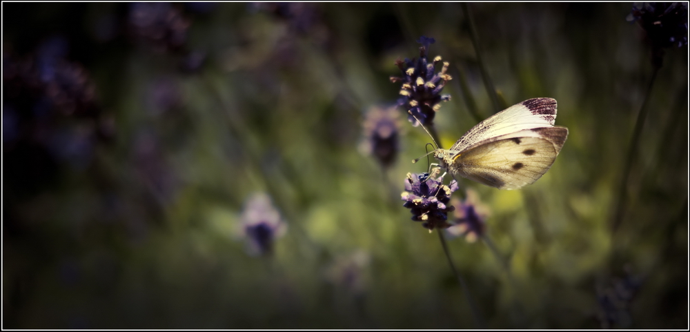 Pieris brassicae