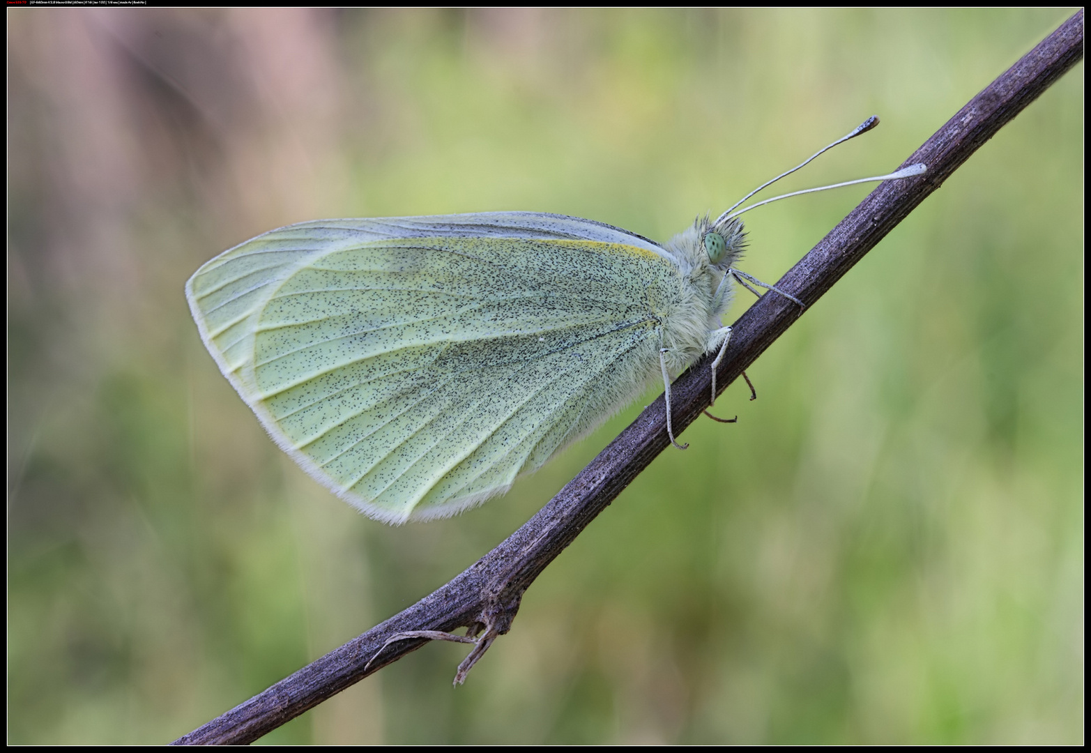 Pieris Brassicae