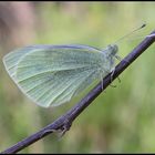 Pieris Brassicae