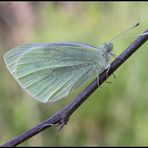 Pieris Brassicae