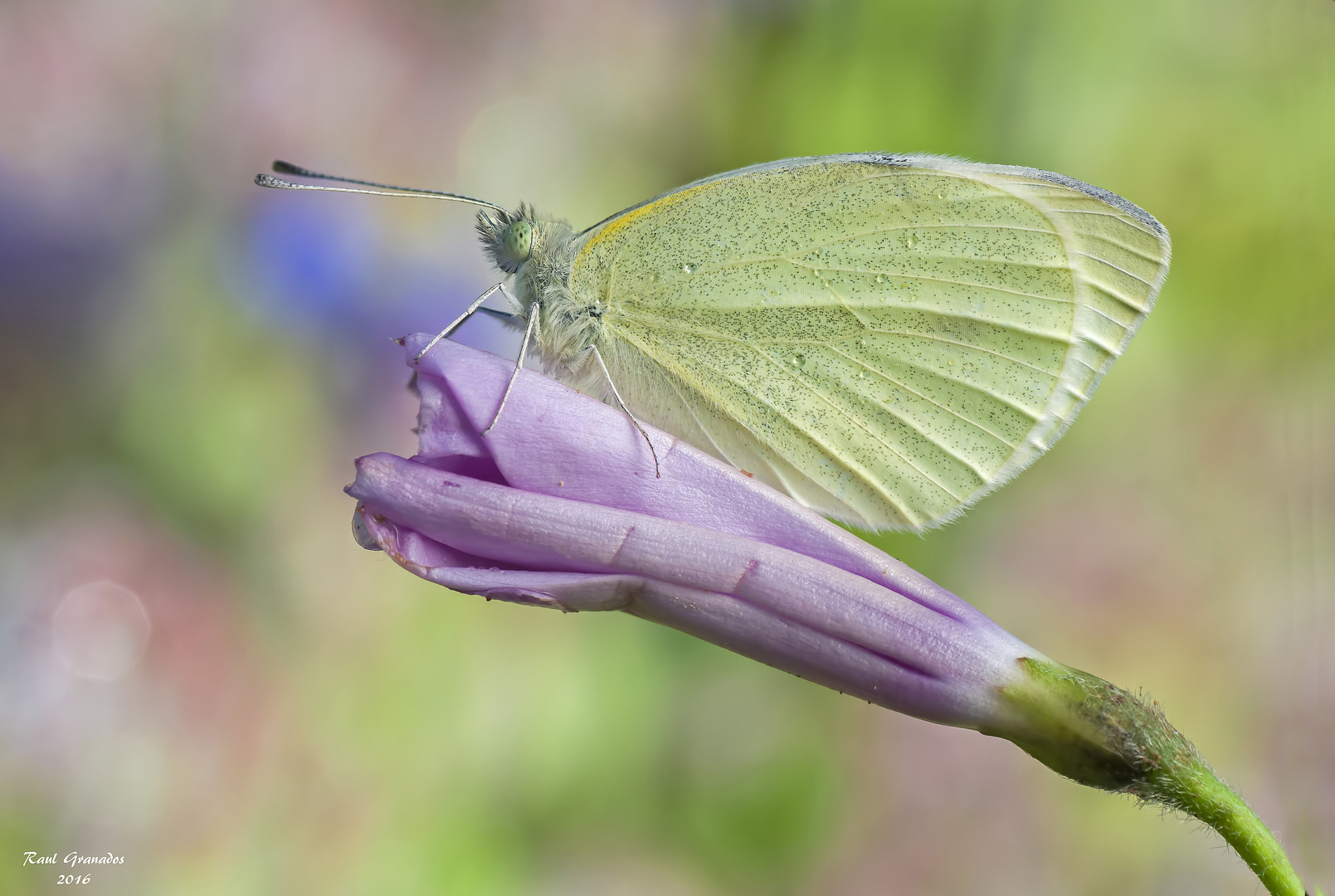 Pieris Brassicae