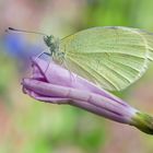 Pieris Brassicae