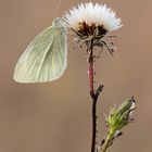 Pieris brassicae