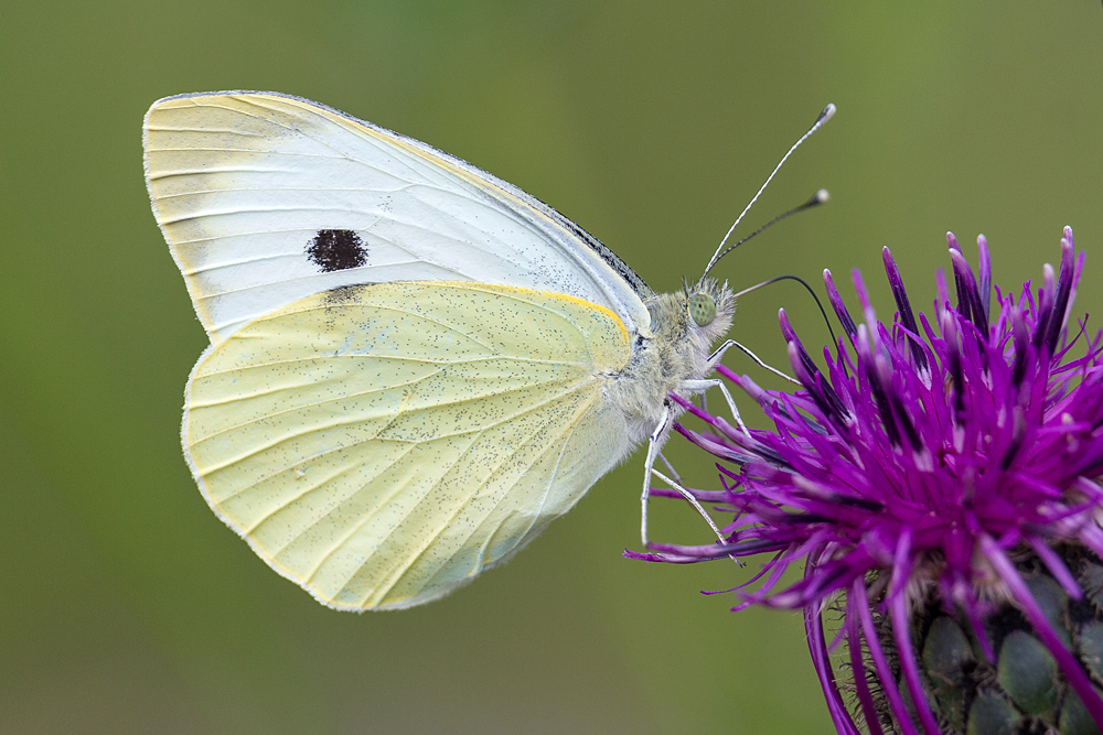 Pieris brassicae