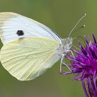 Pieris brassicae