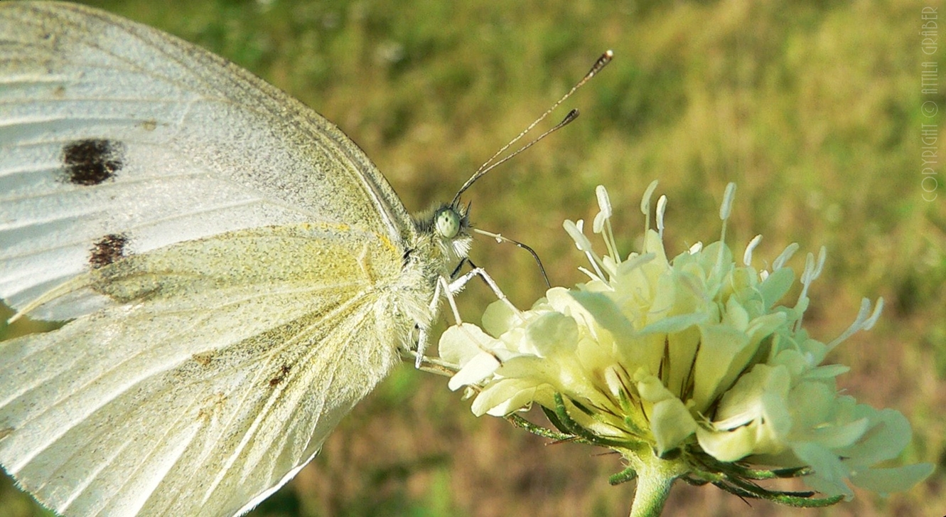 Pieris brassicae