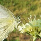 Pieris brassicae