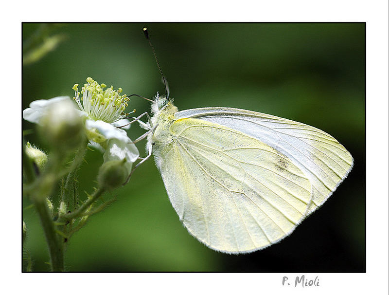 Pieris Brassicae