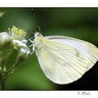 Pieris Brassicae