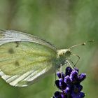 Pieris brassicae