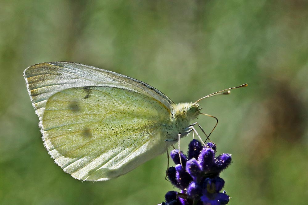 Pieris brassicae