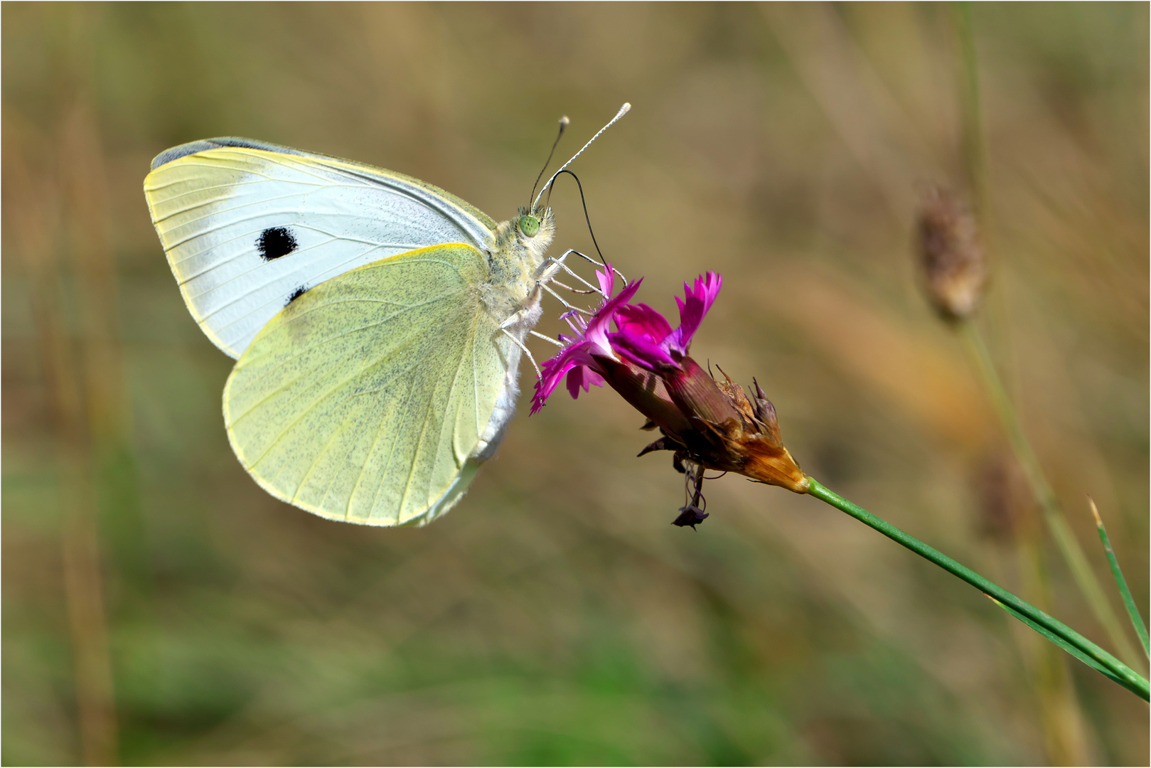 Pieris brassicae