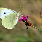 Pieris brassicae