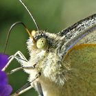 Pieris brassicae