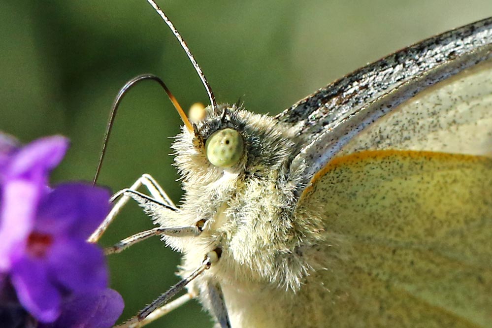 Pieris brassicae