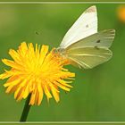 *Pieris brassicae*