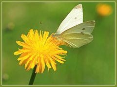 *Pieris brassicae*