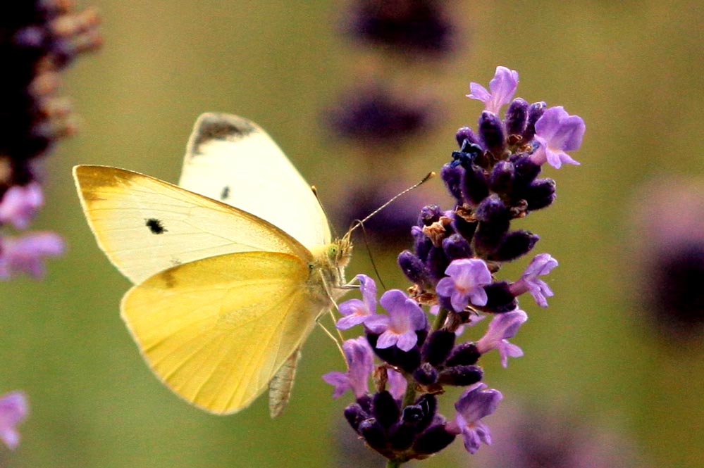 Pieris brassicae