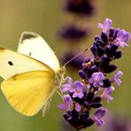 Pieris brassicae