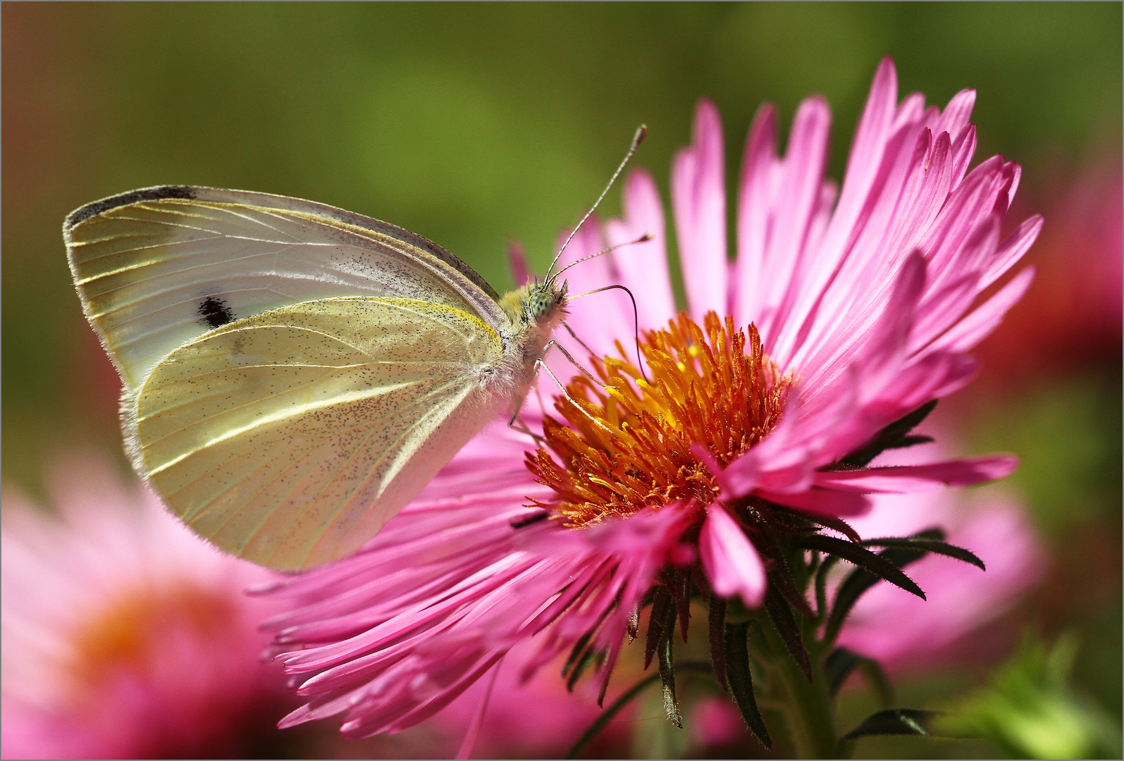 Pieris brassicae