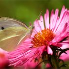 Pieris brassicae