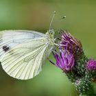 Pieris brassicae