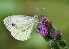 Pieris brassicae