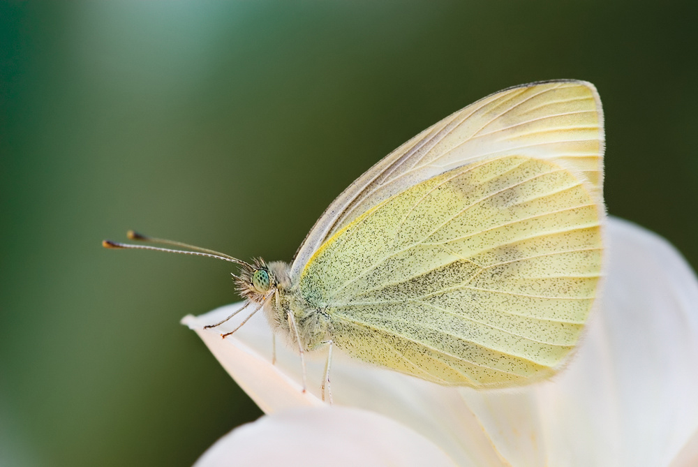 Pieris brassicae