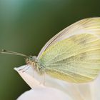 Pieris brassicae