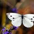 Pieris brassicae - beim Abflug - mit Tragflächenschaden