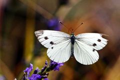 Pieris brassicae - beim Abflug - mit Tragflächenschaden