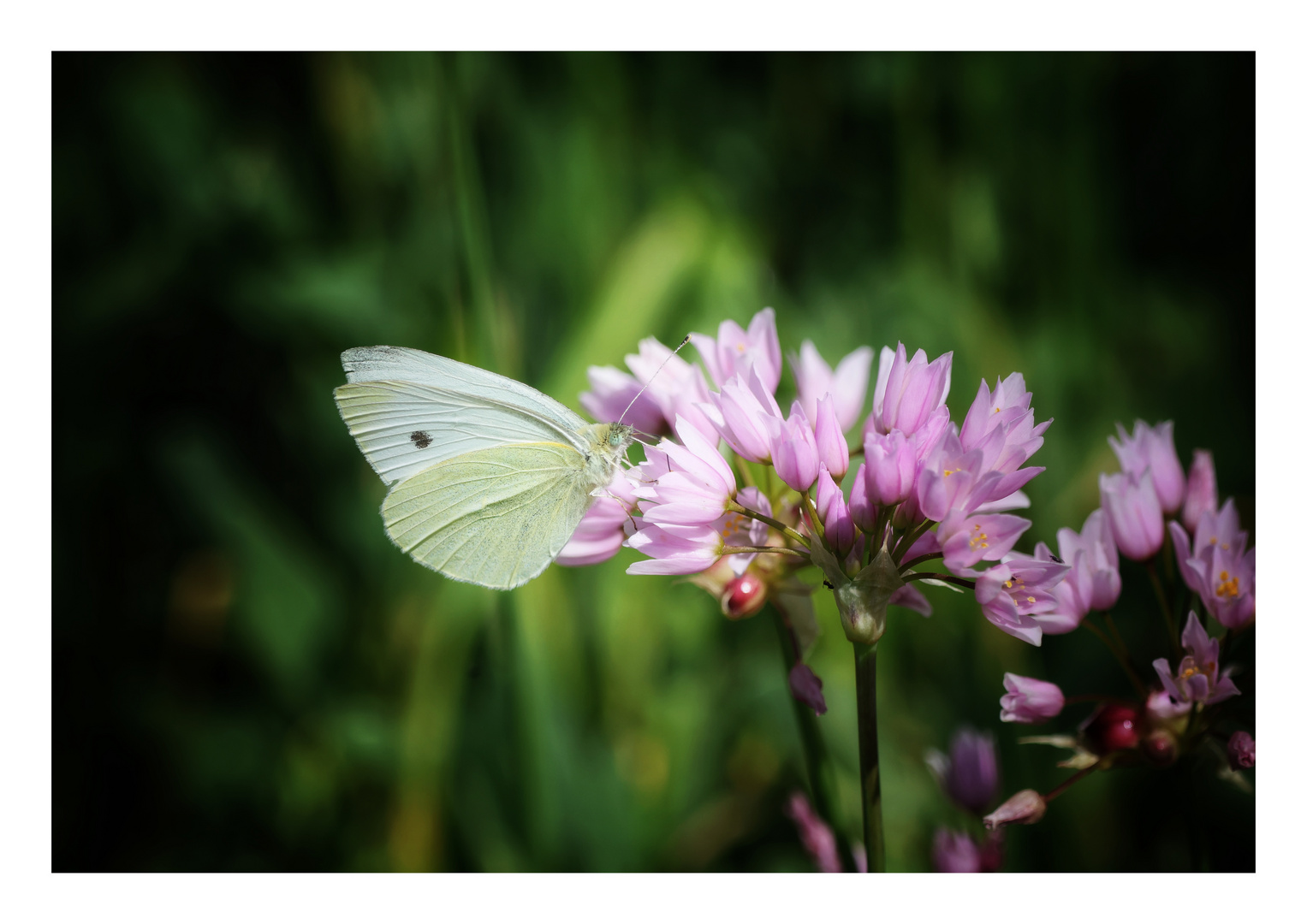 pieris brassicae