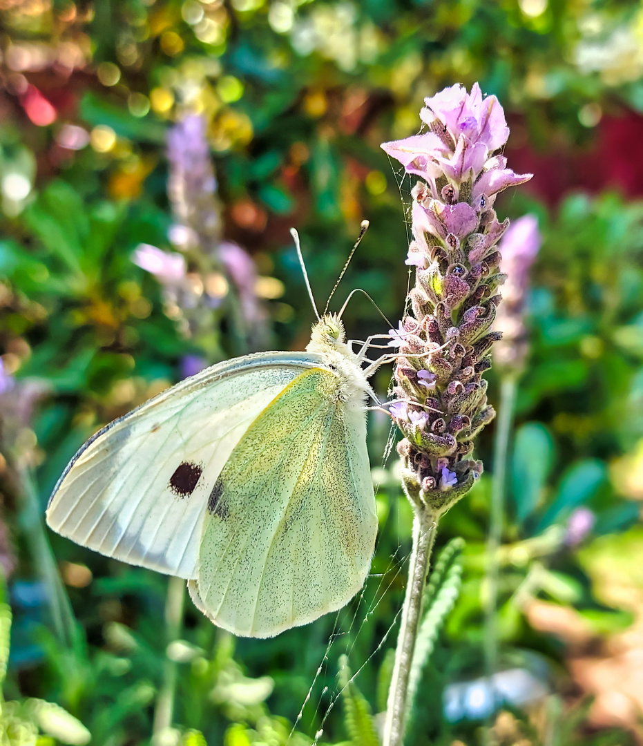 Pieris brassicae