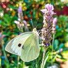 Pieris brassicae