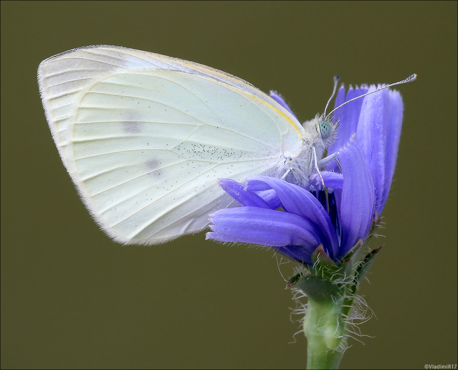 Pieris brassicae catoleuca