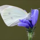 Pieris brassicae catoleuca