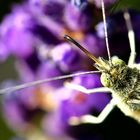 Pieris brassicae