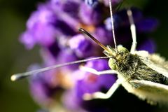 Pieris brassicae