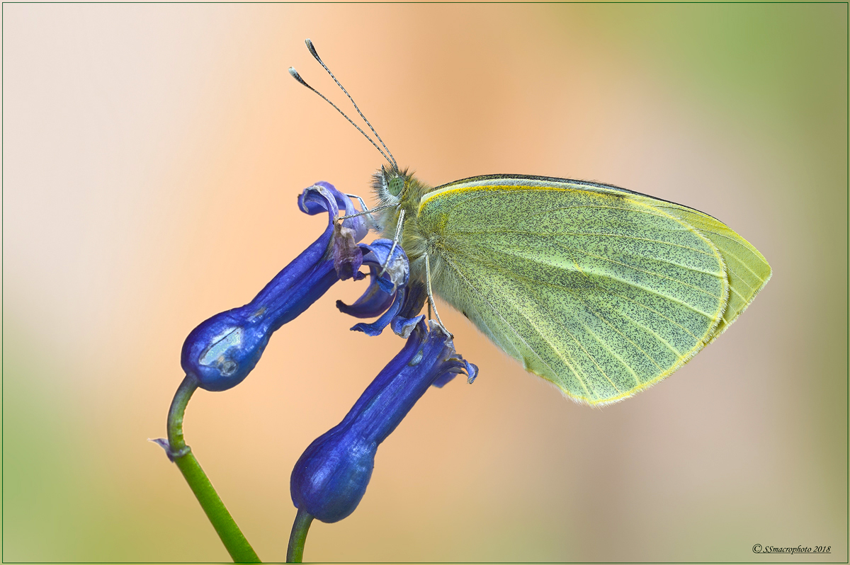 Pieris-brassicae